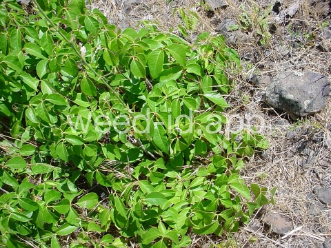 poison-ivy, Rydberg's